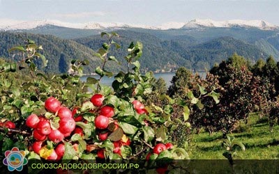 28.01.2011 года распоряжением Администрации Алтайского края №25 была создана рабочая группа по оказанию содействия садоводческим некоммерческим объединениям altai1