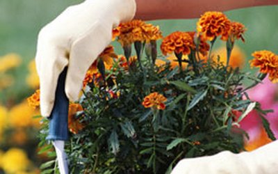 ucheba_dlya_sadovodov